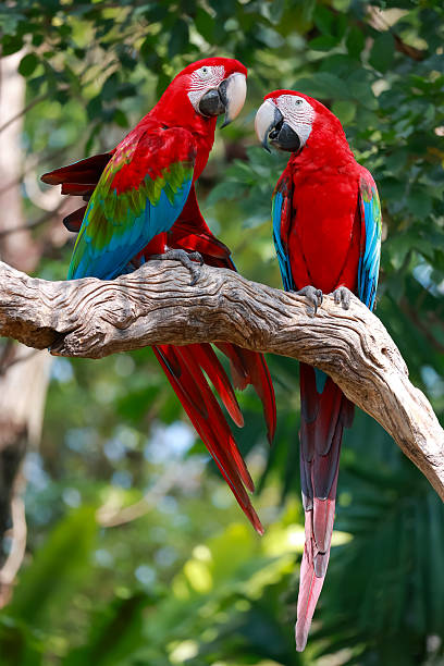 istock Two the red macaw parrot bird in garden 2256245499