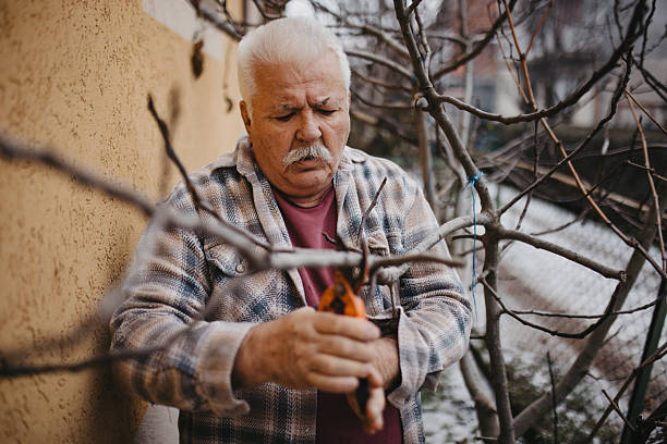 istock Mature adult man pruning tree in garden 2256245856