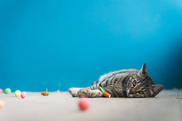 Domestic cat walking across a minimal blue background with colorful objects on the floor. Clean composition with large copy space, suitable for pet lifestyle, creativity, and modern design concepts.