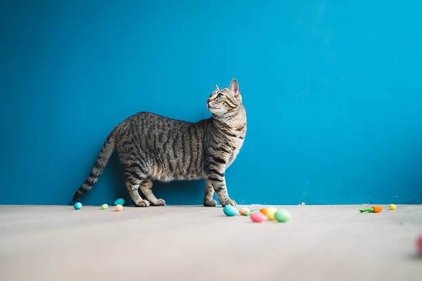 Creative pet lifestyle scene showing a cat walking in front of a blue background with playful details. Minimal design and copy space make this image suitable for marketing and editorial concepts.