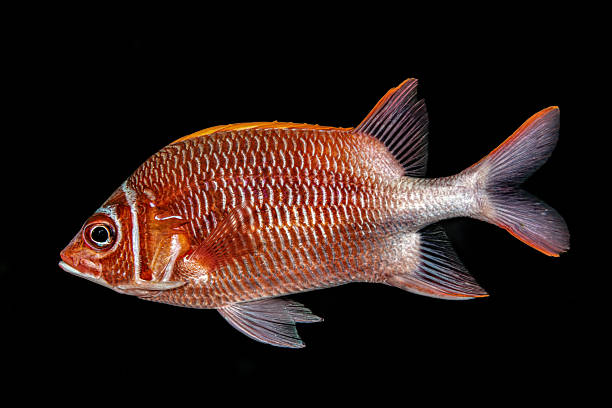 Tub Gurnard, Chelidonichthys lucerna, Gurnard Tubefish Gallinella o pesce Fagiano