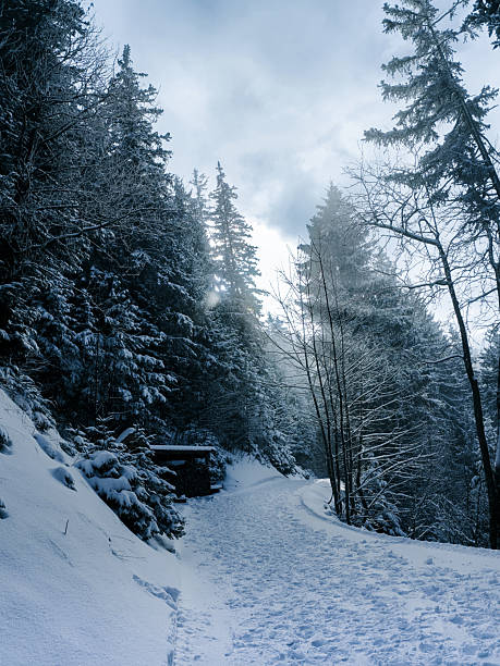 Snow-covered walking path through a dense alpine forest in winter at Sattel Hochstuckli, Canton of Schwyz, Switzerland.