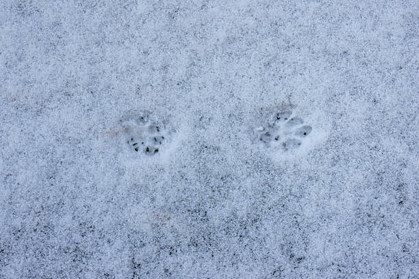 Close-up view of animal paw prints pressed into fresh snow, forming a subtle natural pattern. The minimal winter scene evokes cold weather, wildlife activity, and a sense of quiet stillness in nature.