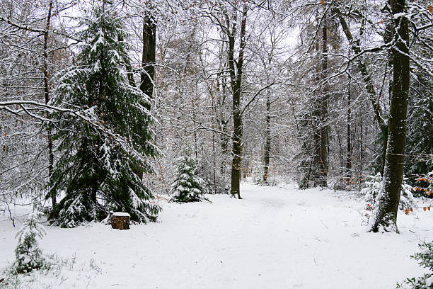 Snowy winter landscape at the North Veluwe forest during a cold winter day with fresh snowfall at the Veluwe in Gelderland, The Netherlands.