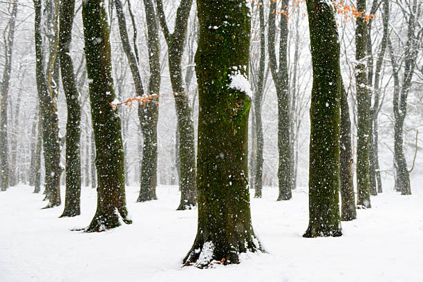 Snowy winter landscape at the North Veluwe forest during a cold winter day with fresh snowfall at the Veluwe in Gelderland, The Netherlands.