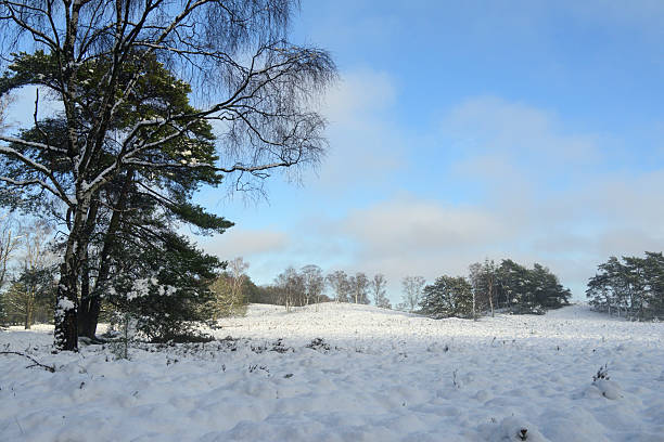 Snowy winter landscape at the North Veluwe forest during a cold winter day with fresh snowfall at the Veluwe in Gelderland, The Netherlands.