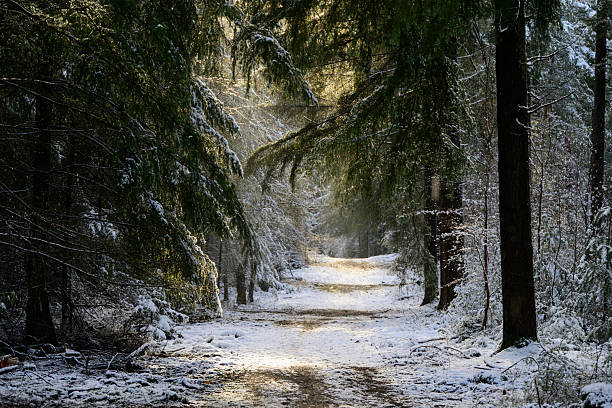 Path through a snowy winter landscape at the North Veluwe forest during a cold winter day with fresh snowfall at the Veluwe in Gelderland, The Netherlands.