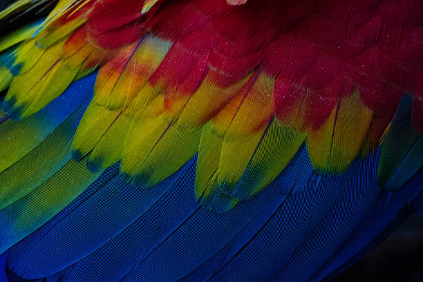 detail of macaw wing feathers