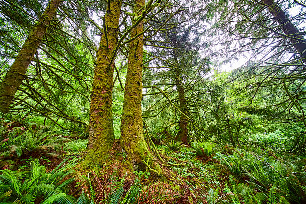 Lush forest in Ecola State Park, Oregon, with towering moss-covered trees and vibrant ferns creating a serene, verdant sanctuary. Ideal for travel, conservation, or wellness themes highlighting natural beauty and tranquility.