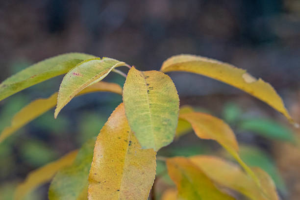 Romantic, twisted fragments of autumn, full of imperfections.