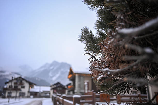Evergreen needles on a snowy spruce branch with a blurred mountain village in the background