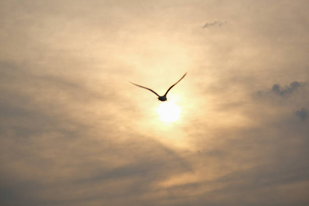 The perfect moment: birds flying past the sun.