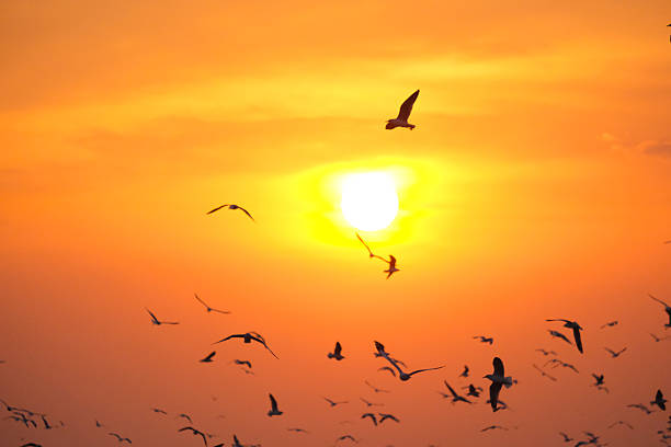 A moment of golden sky, along with flocks of birds.