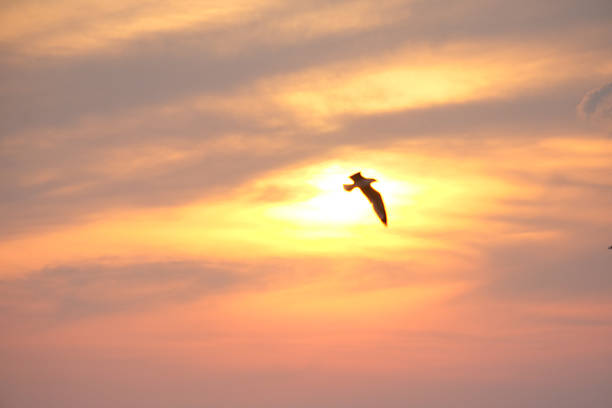 A bird flying in front of the sun symbolizes freedom.