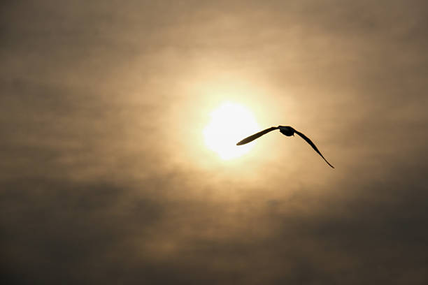 The motion of a seagull as it flies past the sun.