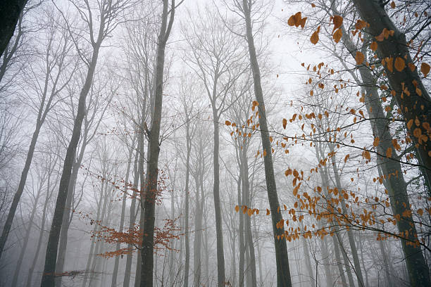 Foggy day in a Danish forest. Winter with snow.