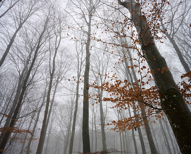 Beech forest in a foggy autumn morning. Landscape.