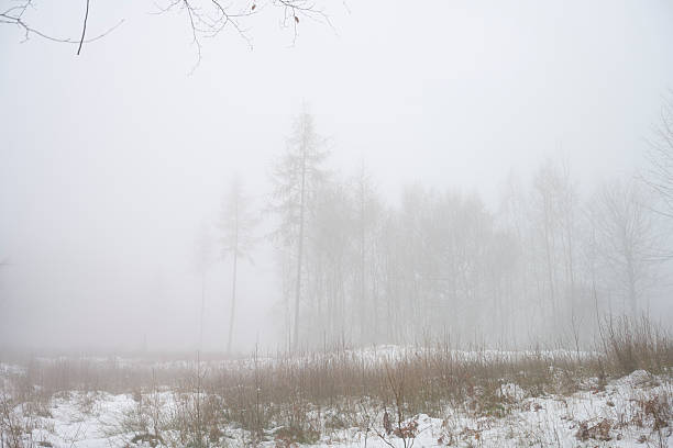 Foggy day in a Danish forest. Winter with snow.