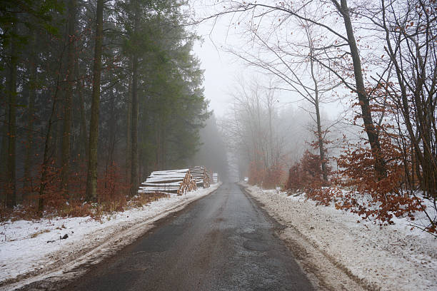 Foggy day in a Danish forest. Winter with snow.
