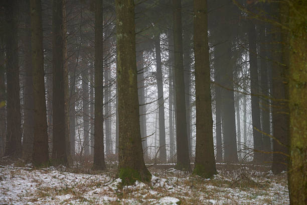 Foggy day in a Danish forest. Winter with snow.