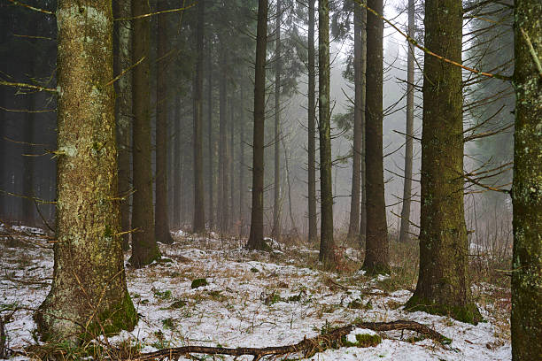 Foggy day in a Danish forest. Winter with snow.