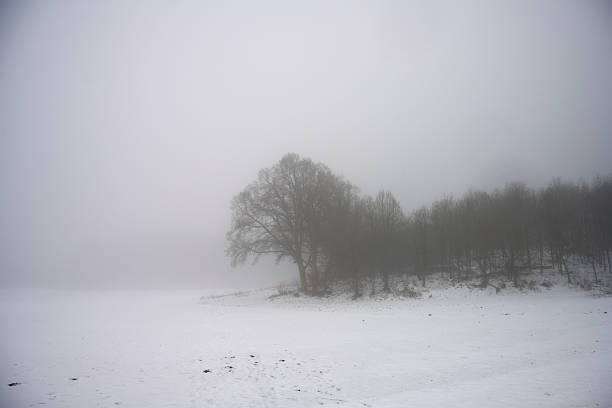 View of an isolated tree in a snow covered field, in Cheshire, UK