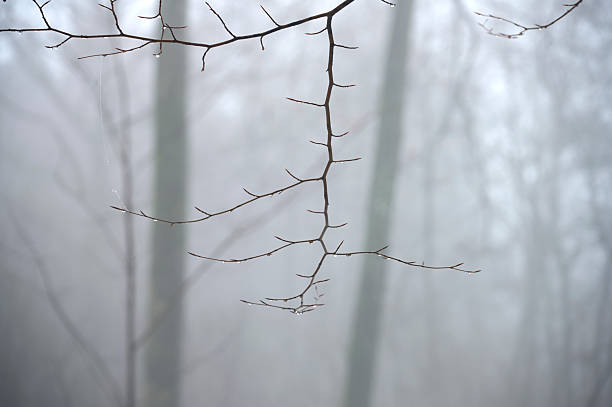 Foggy day in a Danish forest. Winter with snow.