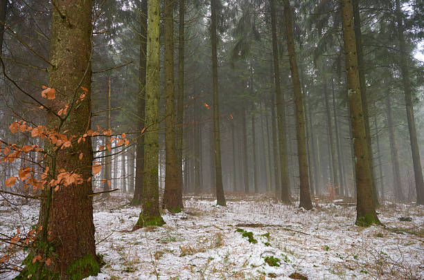 Foggy day in a Danish forest. Winter with snow.