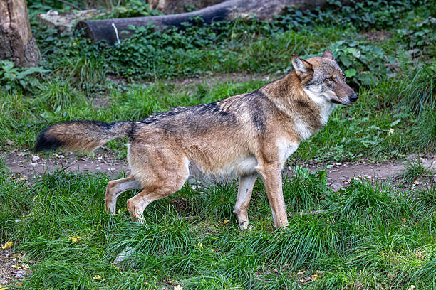 Portrait of a Wolf