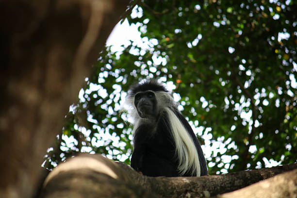 Close-up of a lion-tailed macaque resting on wood, India.  Dark, moody composition emphasizing fur texture.