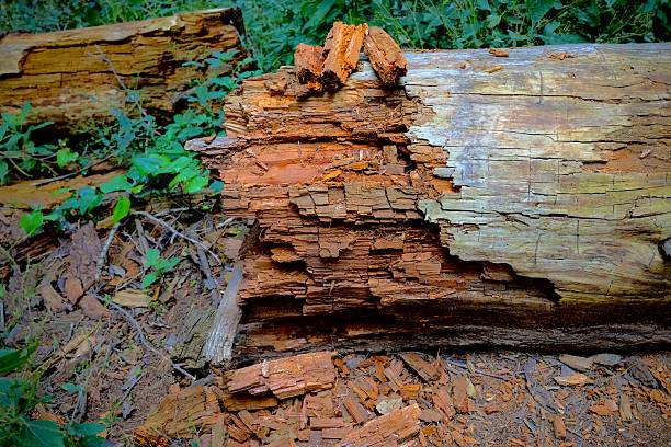 A decaying fallen log reveals layered wood textures on the forest floor in Desierto de los Leones.