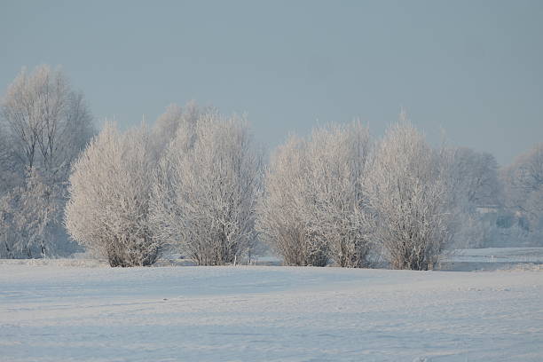 Snow-covered trees in a row in rural landscape