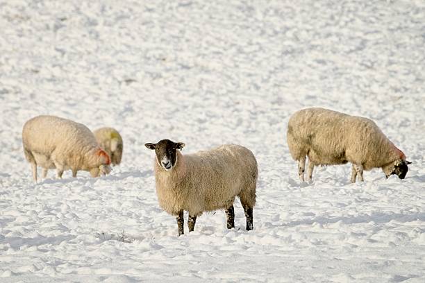 Brown, white and black sheeps in the paddock. Winter day