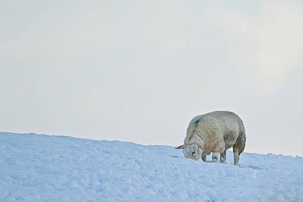 A hand reaches out to pet a curious sheep in a snowy farm setting, capturing a warm, gentle moment during winter. Perfect for themes of human-animal connection, rural life, and winter season.