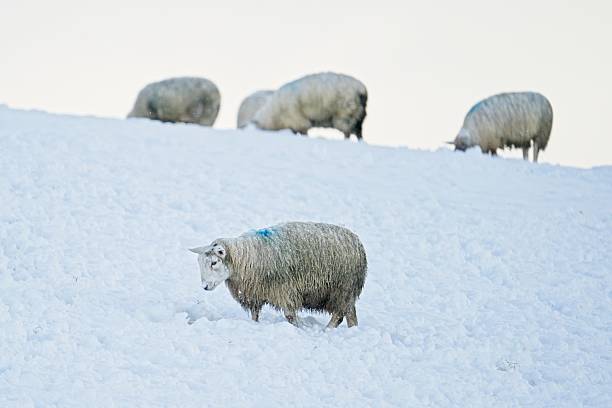 Two sheep are positioned side by side in a snowy landscape, their wool covered with frost. The overcast sky adds to the wintry atmosphere, creating a serene rural setting.