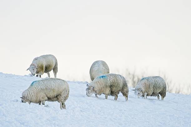 sweet expression on a sheep with horns resting on snow