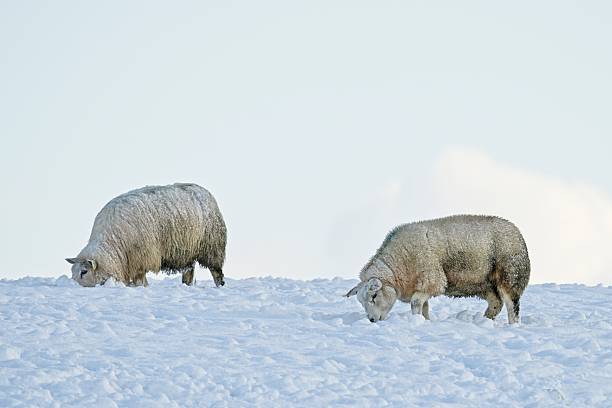 A large flock of sheep feeding outdoors during winter in a rural mountain pasture. Snow-covered landscape with farm feeding troughs, leafless trees, and a clear blue sky creates a peaceful agricultural scene. Concept of traditional livestock farming, sustainable agriculture, animal husbandry, countryside life, winter season, and food production.