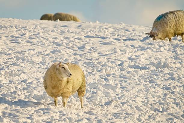 Close-up portrait of a sheep standing outdoors in winter. Thick wool covered with frost and snow, rural countryside setting, cold weather conditions, livestock farming and traditional agriculture concept.