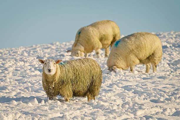 Flock of sheep grazing on lush green pasture farmland and mountain under blue sky at New Zealand