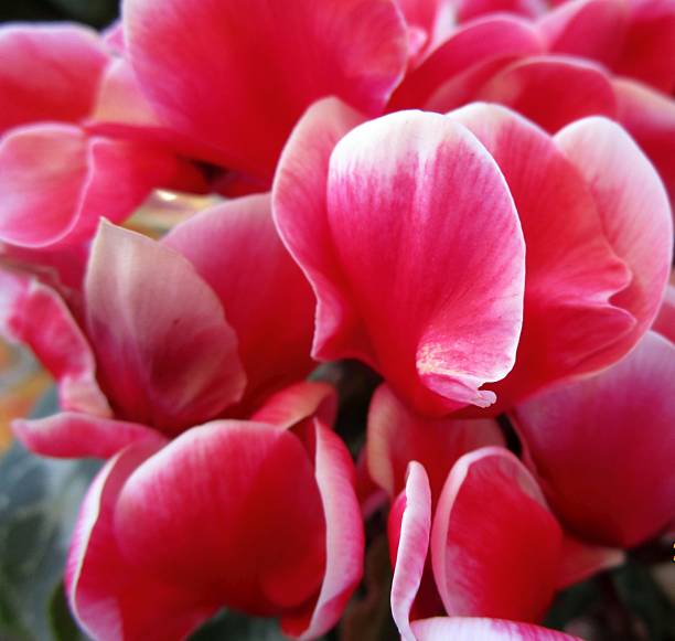 Red Amaryllis in macro