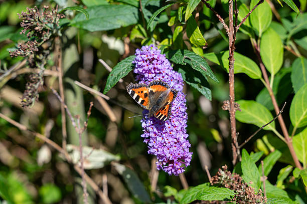 Lesser Tortoiseshell ( Aglais urticae ) butterfly on plant in green nature
