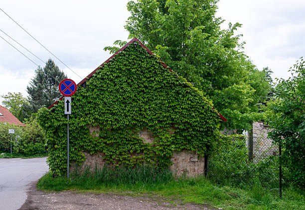 Tyniec Abbey, Poland – May 23, 2025: Old stone wall and gable fully covered in green ivy beside a quiet road. Charming rural architecture detail with natural overgrowth, textures, and a simple street sign in the foreground.