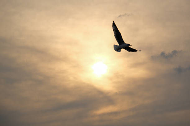 Landscape photographs of the sky and moments when birds fly past the sun.