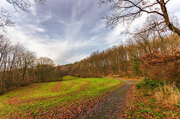 Autumn forest path winding through a grassy field with fallen leaves and bare trees