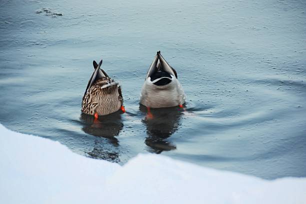 Group of ducks in winter lake