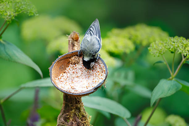 The Great Tit - beautiful garden bird