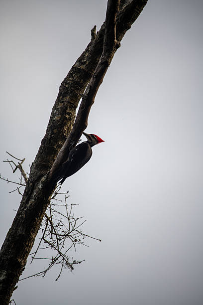 Woodpecker high up in the tree