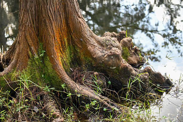 Bald Cypress Tree roots with grasses and surrounded by water