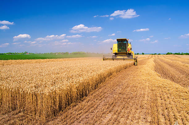 Combine harvester harvesting wheat on a sunny summer day.