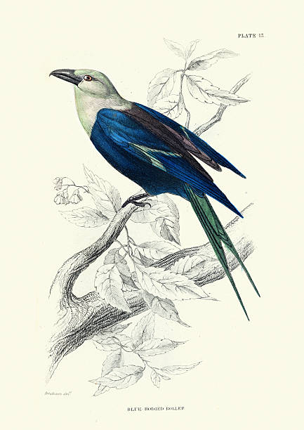 Ornithology, Blue-bellied or blue-bodied roller, Coracias cyanogaster, Birds, Wildlife art, Vintage illustration, William Jardine Birds of Western Africa